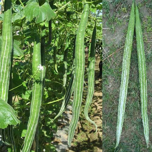 Snake Gourd Green Long Hybrid F1 Seeds