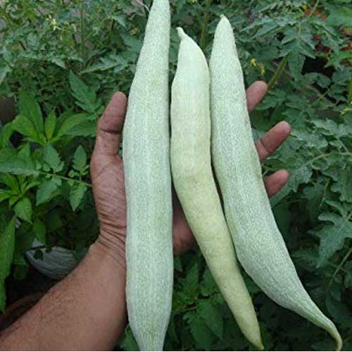 Snake Gourd White Short Hybrid F1 Seeds