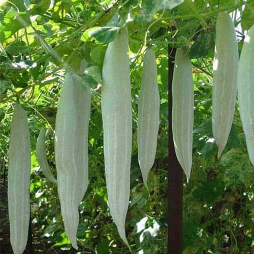 Snake Gourd White Short Hybrid F1 Seeds