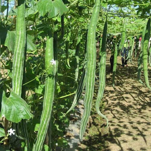 Snake Gourd Green Long Hybrid F1 Seeds