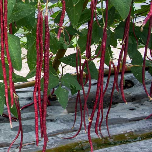 Red Yard Long Beans Open Pollinated Seeds