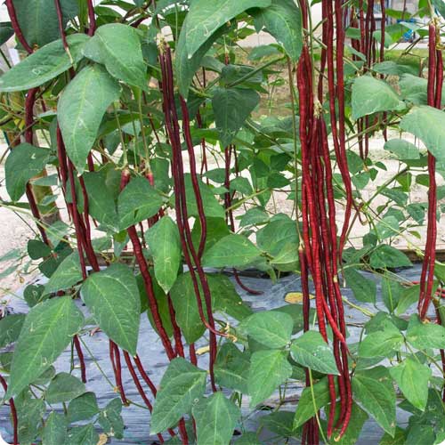 Red Yard Long Beans Open Pollinated Seeds