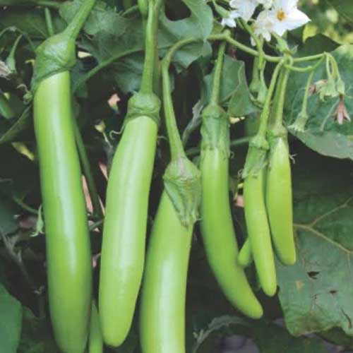 Brinjal Green Long Seeds