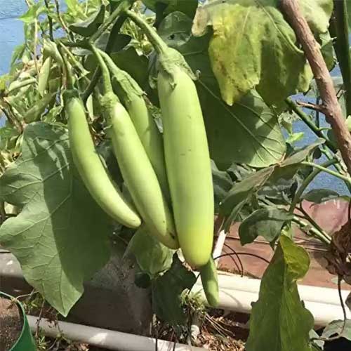 Brinjal Green Long Seeds