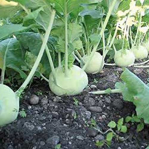 Knol Khol Early White Vienna Seeds