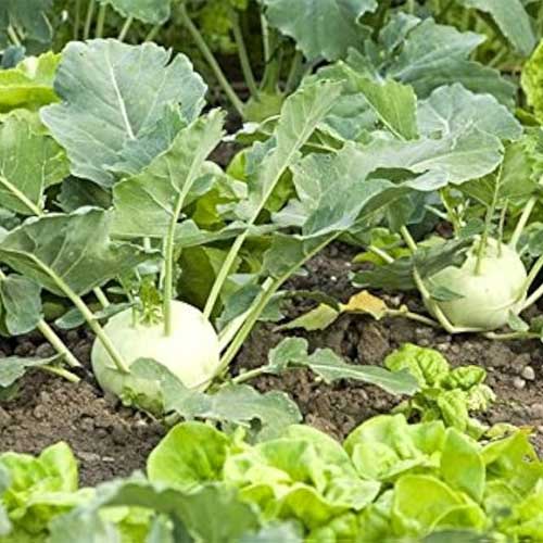 Knol Khol Early White Vienna Seeds
