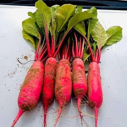 Radish Chinese Pink Seeds