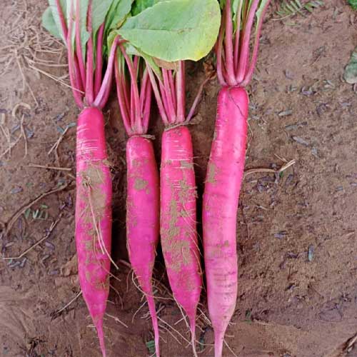 Radish Chinese Pink Seeds
