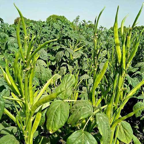 Cluster Beans Guar Seeds