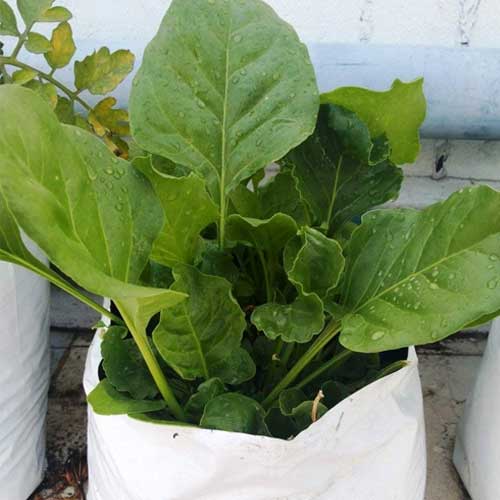 Spinach Palak Hybrid F1 Seeds