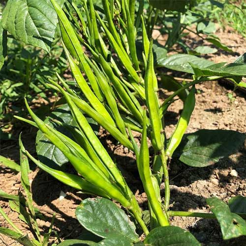 Cluster Beans Guar Seeds
