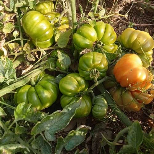 Kashi Tomato Seeds