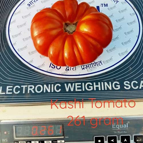 Kashi Tomato Seeds