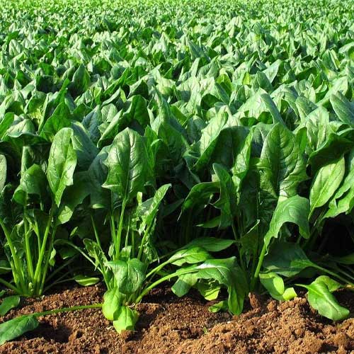 Spinach Palak Hybrid F1 Seeds