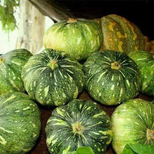 Pumpkin Sadabahar Seeds