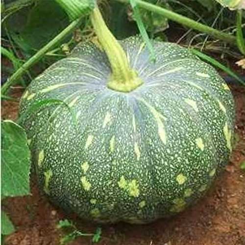 Pumpkin Sadabahar Seeds