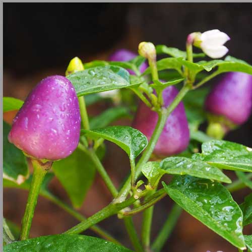 Chilli Purple Round Pepper Seeds