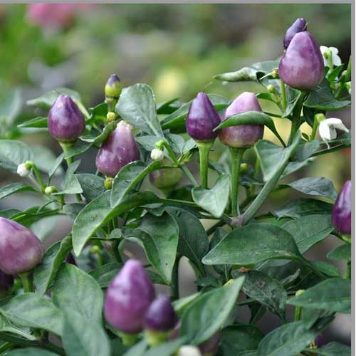 Chilli Purple Round Pepper Seeds