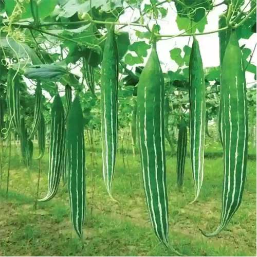 Snake Gourd Green Long Seeds