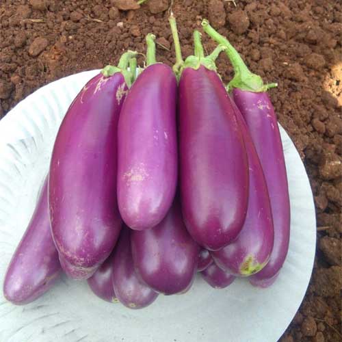 Brinjal Long Pink Gulabi Seeds