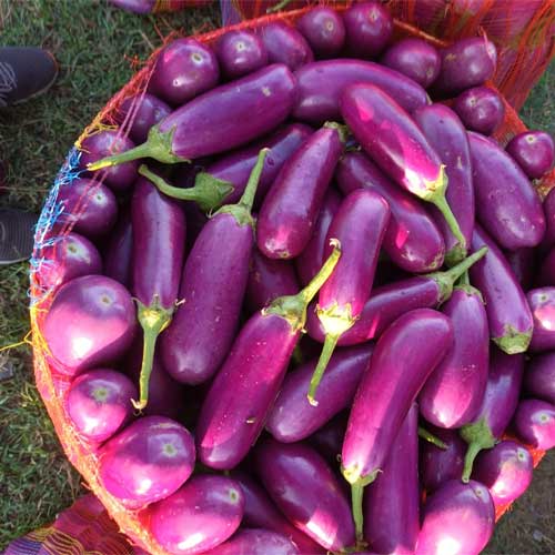 Brinjal Long Pink Gulabi Seeds