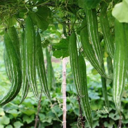 Snake Gourd Green Long Seeds