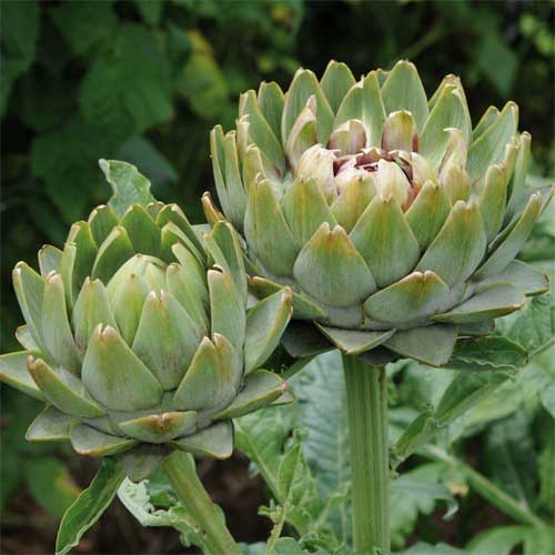 Artichoke Green Globe Seeds
