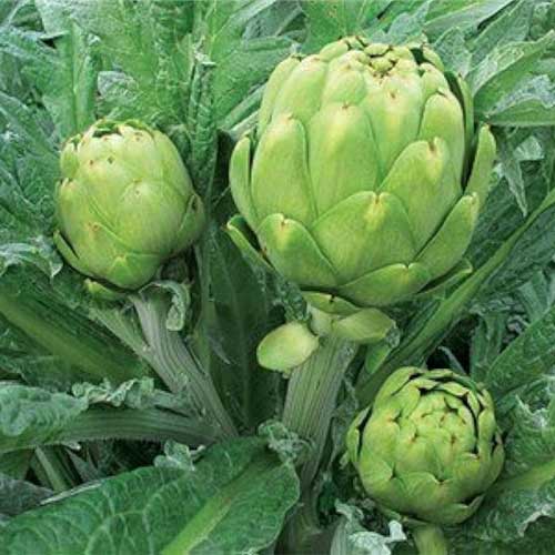 Artichoke Green Globe Seeds