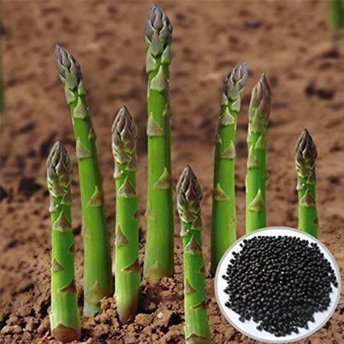 Asparagus Seeds