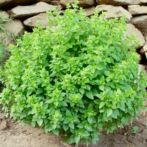 Basil Greek Ball Seeds