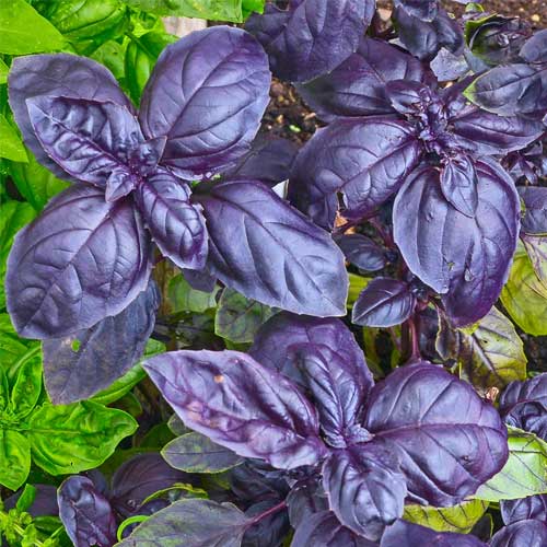 Basil Purple Seeds