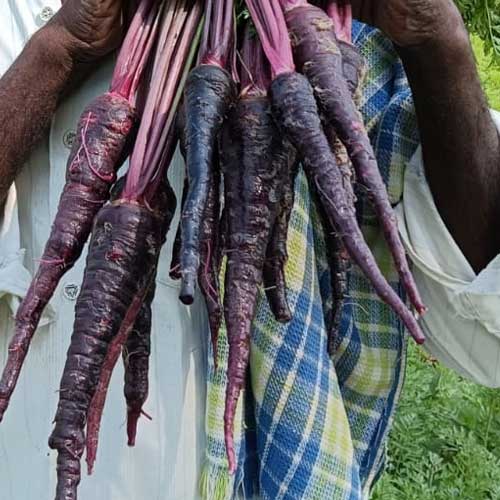 Black Purple Carrot Seeds 