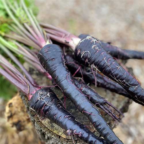 Black Purple Carrot Seeds 