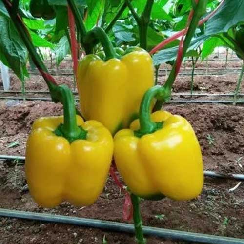 Capsicum Yellow Bell Pepper Seeds