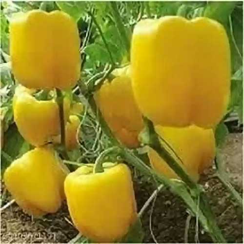 Capsicum Yellow Bell Pepper Seeds