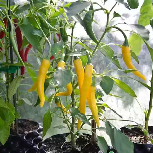 Chilli Yellow Long Seeds