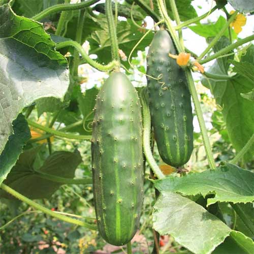 Cucumber Marketmore Seeds