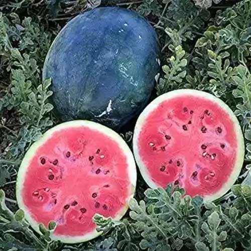 Watermelon Black Round Seeds