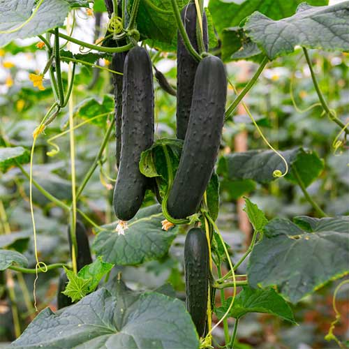 Cucumber Marketmore Seeds