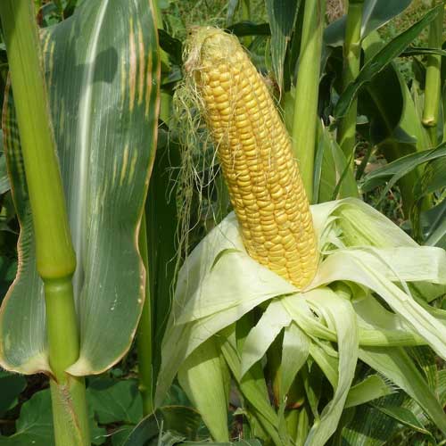 Sweetcorn Seeds