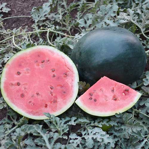 Watermelon Black Round Seeds