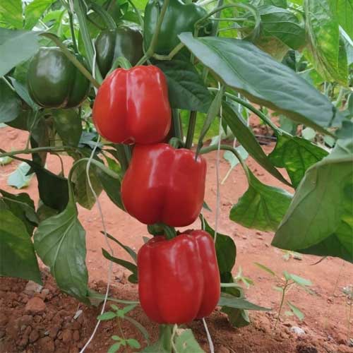 Capsicum Red Bell Pepper Seeds