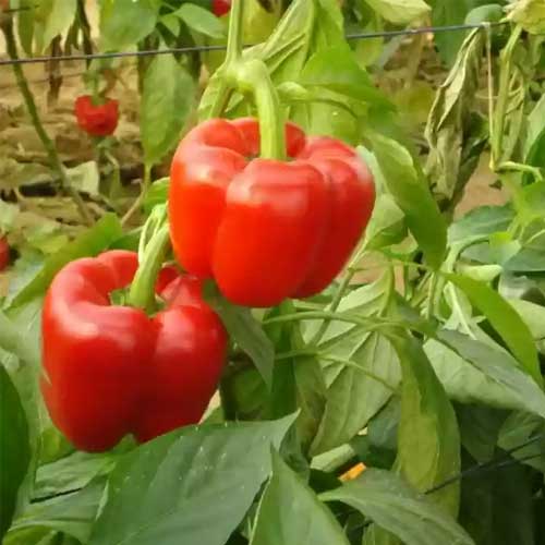 Capsicum Red Bell Pepper Seeds