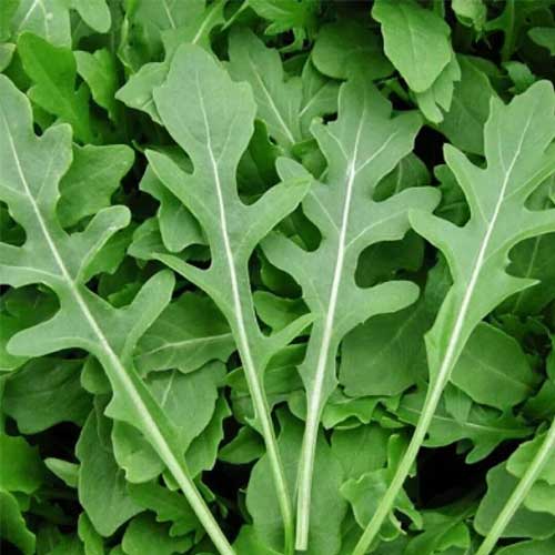 Rocket Arugula Jir Jir Seeds