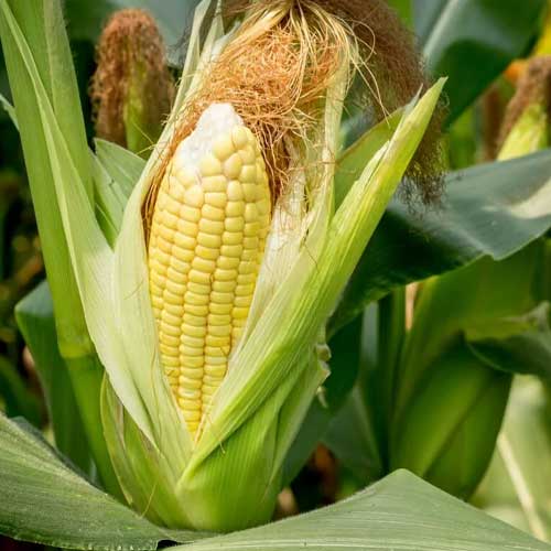 Sweetcorn Seeds