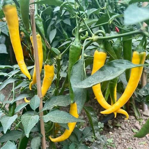 Chilli Yellow Long Seeds