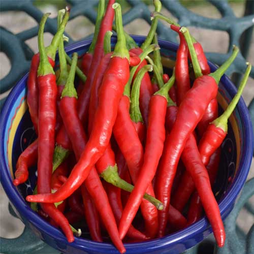 Pepper Cayenne Chilli Seeds