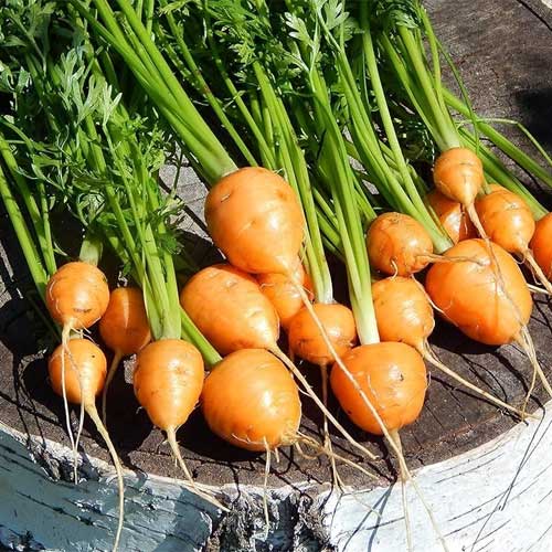 Carrot Round Orange Seeds