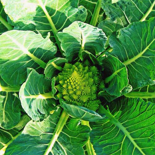 Cauliflower Romanesco Broccoli Seeds 