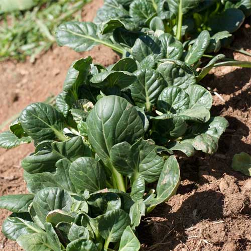 Tatsoi Green Seeds